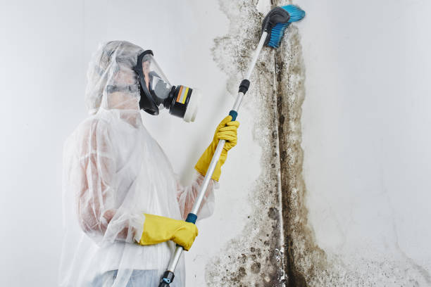 Why You Should Choose Our Mold Remediation Services in Chicago, IL